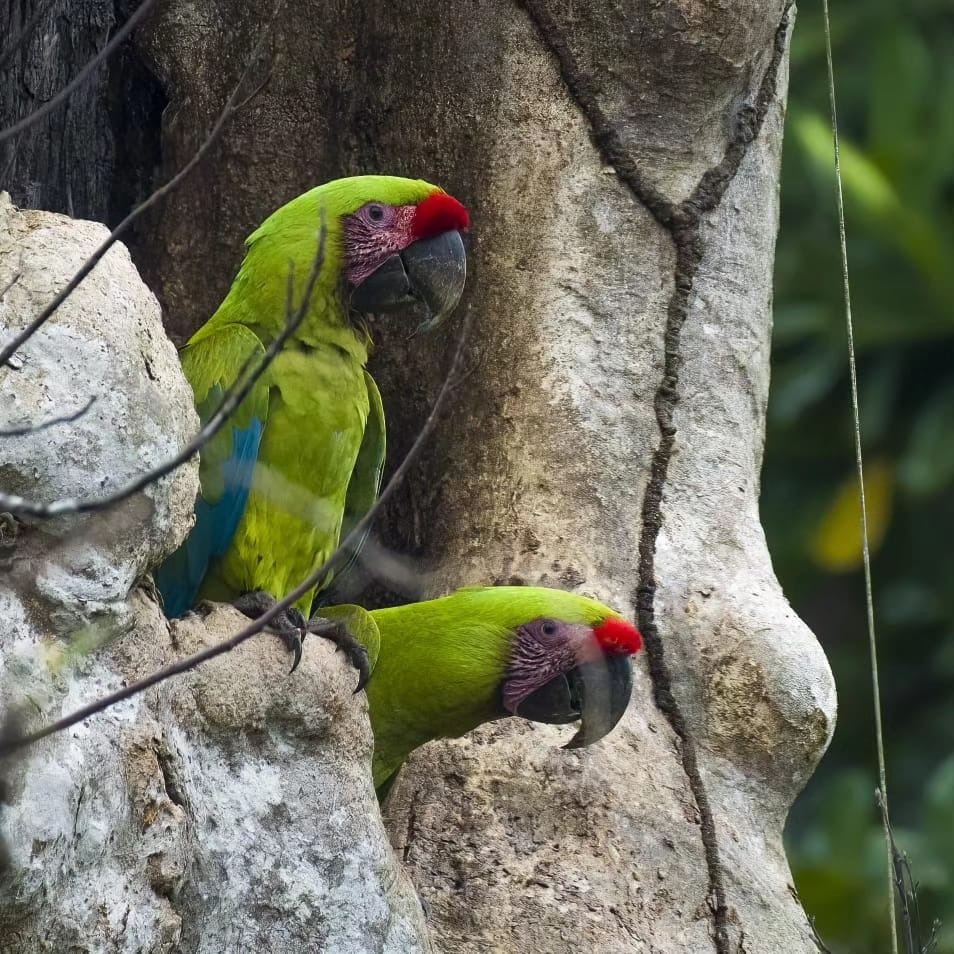 Great Green Macaw — Ara ambiguus