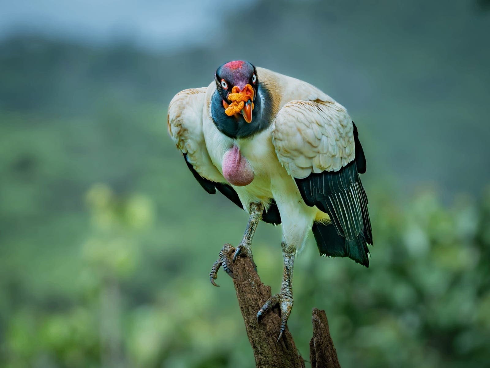 King vulture portrait Boca Tapada wildlife photography