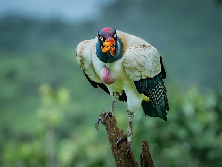 King Vulture photographed from a hide in Boca Tapada