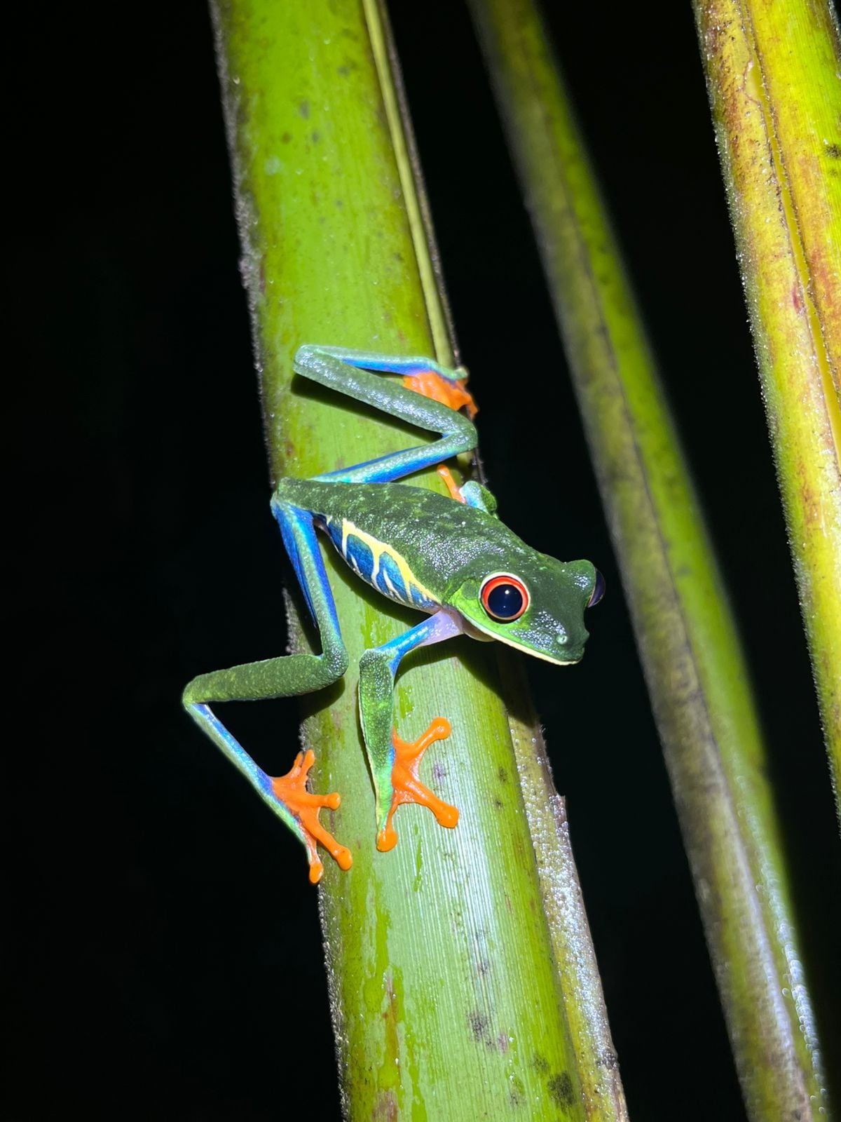 Red-eyed Tree Frog — Agalychnis callidryas