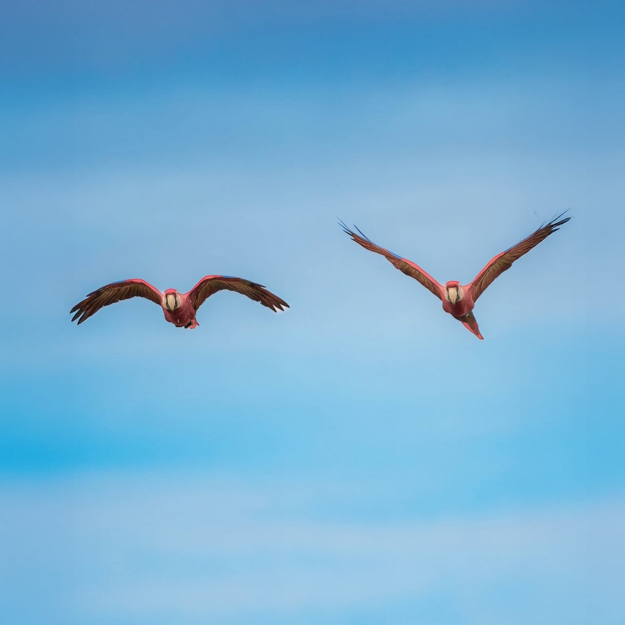 Scarlet Macaw — Ara macao
