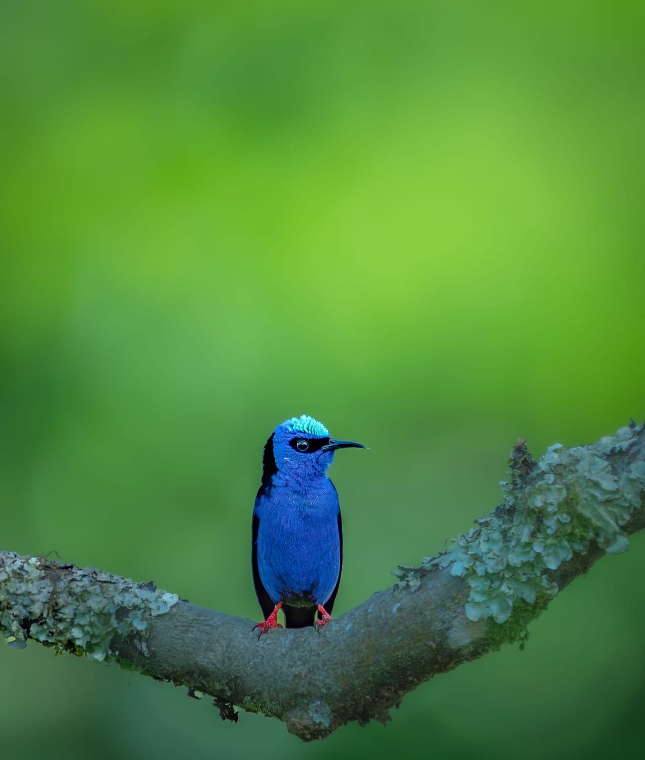 Red-legged Honeycreeper — Cyanerpes cyaneus