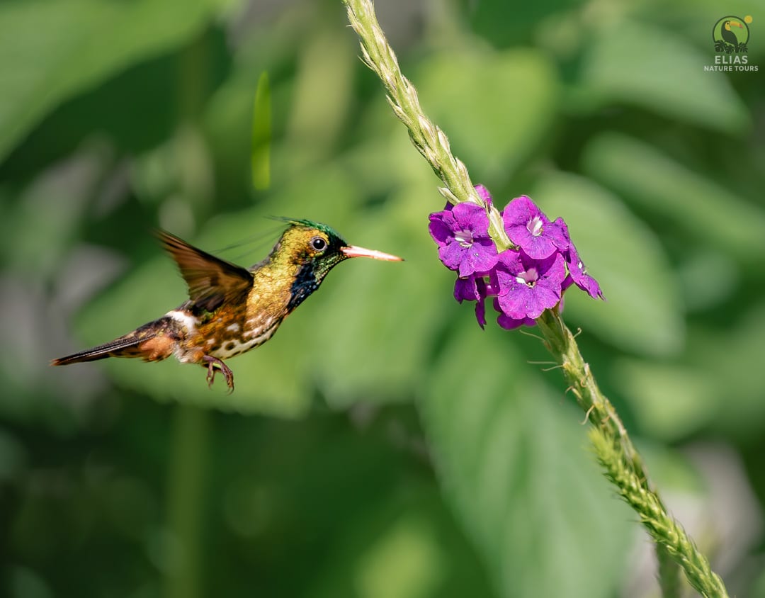 Hummingbirds — Trochilidae