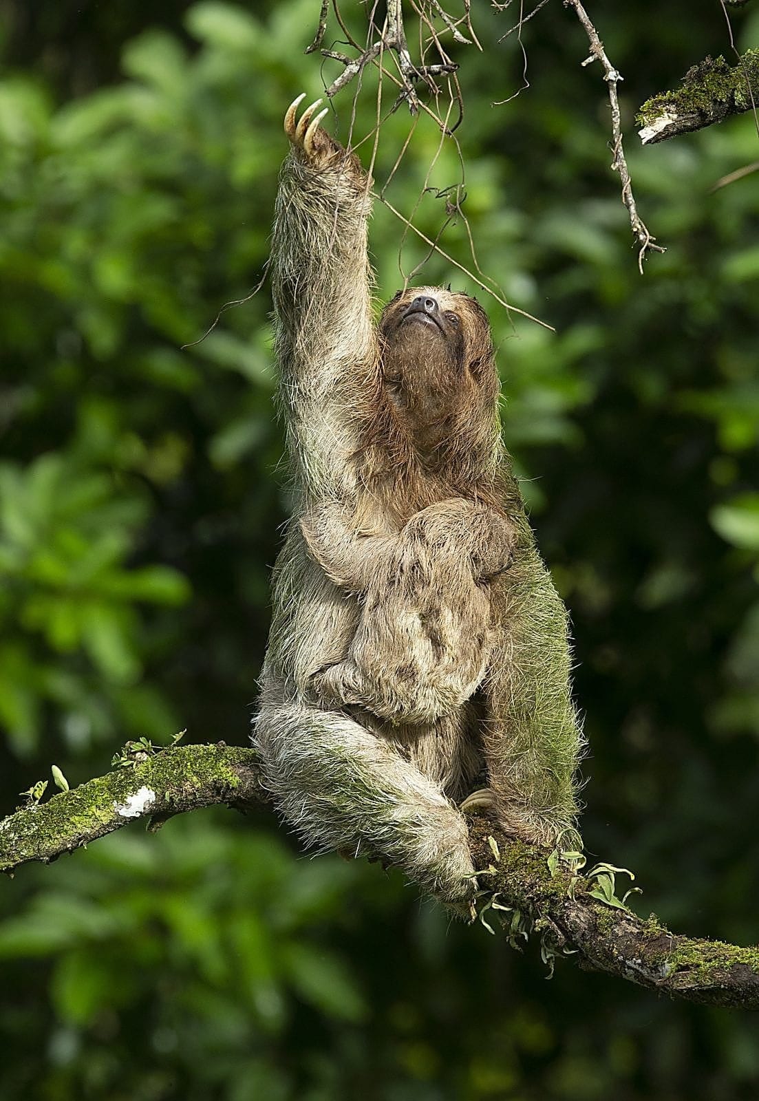 Three-toed Sloth — Bradypus variegatus