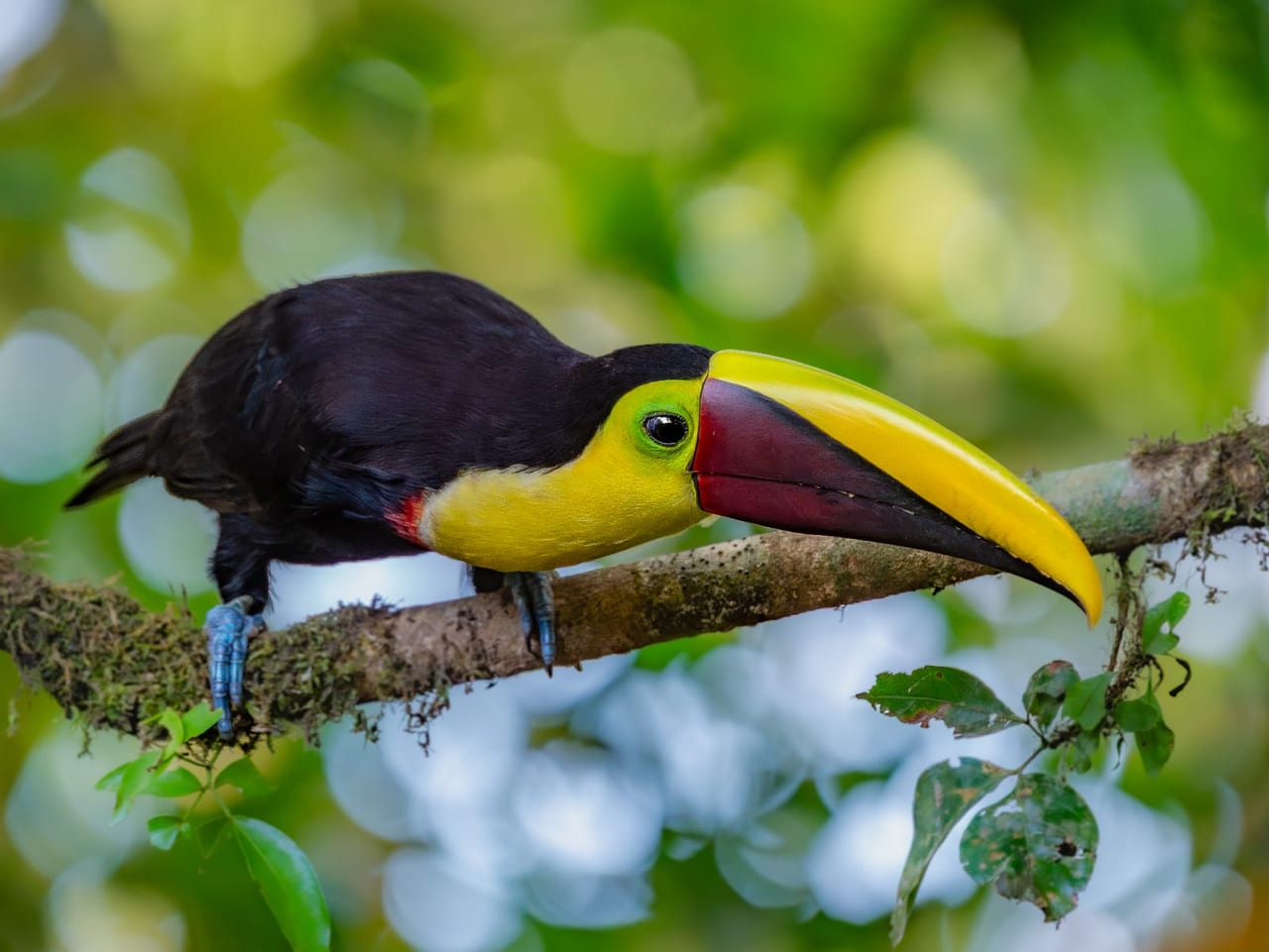 Yellow-throated Toucan — Ramphastos ambiguus
