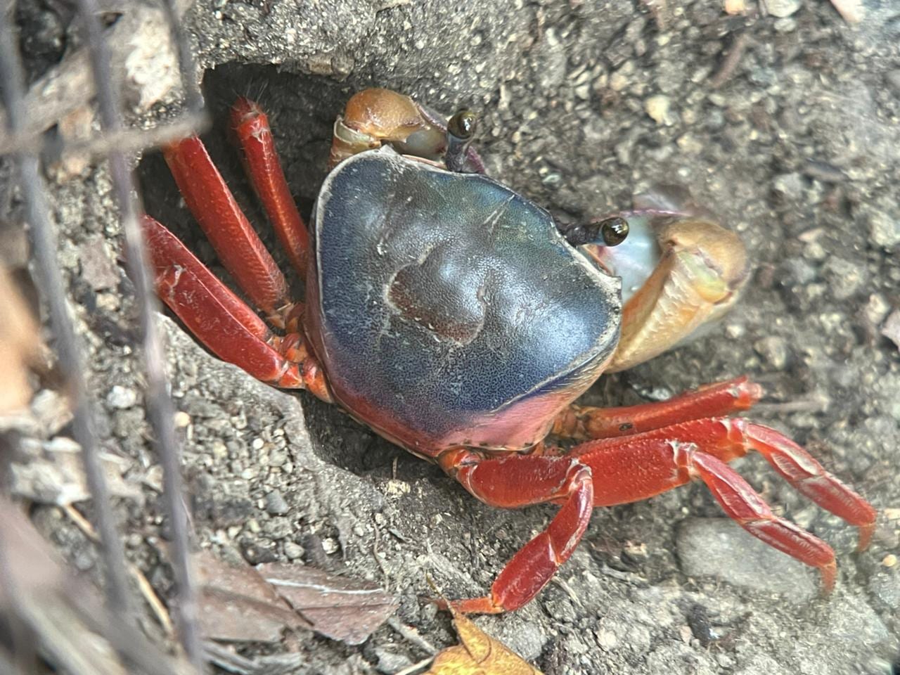 Boat tour through the Damas mangroves, Costa Rica