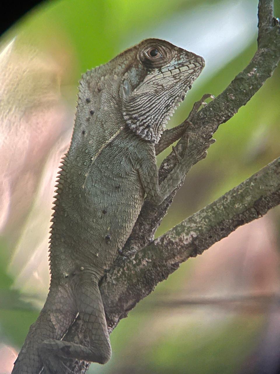 Manuel Antonio